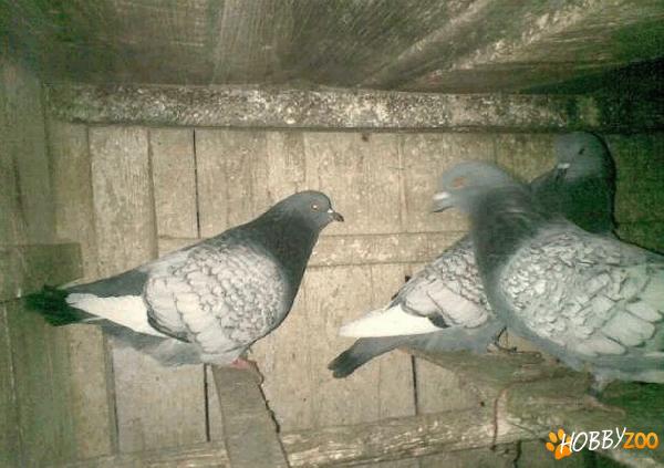 porumbei de rasa Lux Polonez 