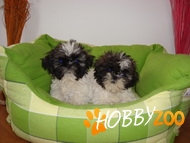 Oferim Shih-Tzu 6 saptamini
