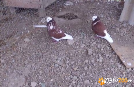 porumbei rasa capucini pereche