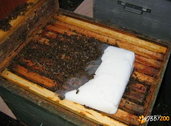 Turte pentru albine  sezonul rece