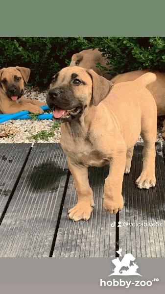 Vând pui Boer Boel 4 luni