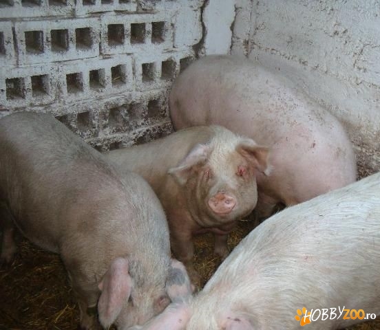 porci mari pentru taiat