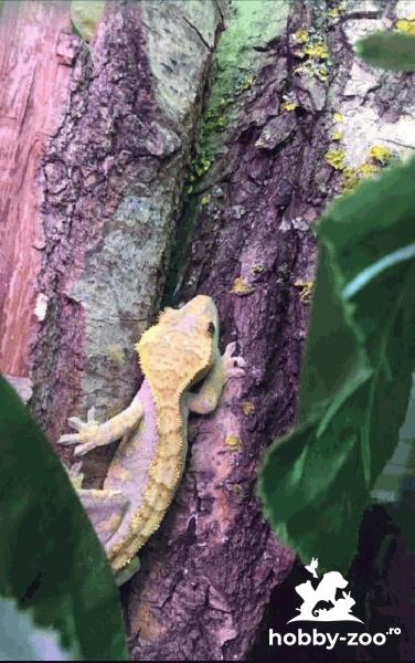 Vând pui geko crested 