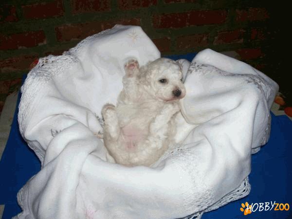 bichon maltez calitate  ireprosabila