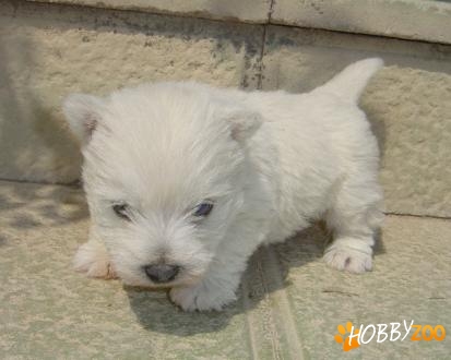 westie