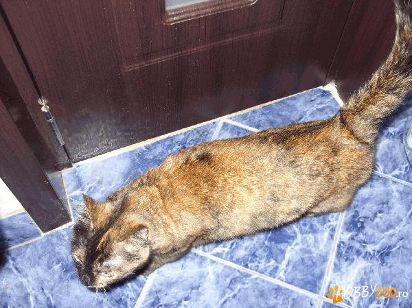 Pisica Sara spre adoptie