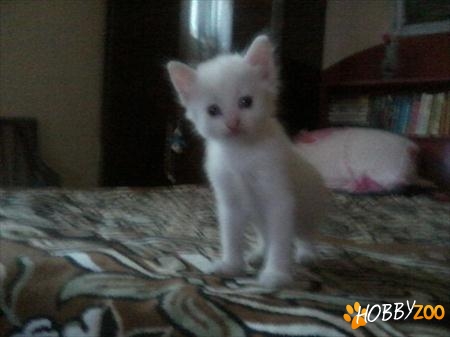 adoptie pisic complet alb