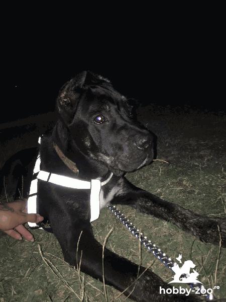 Monta Cane Corso Vâlcea 