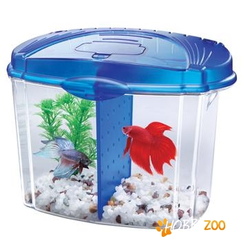 pestisori betta maturi sanatosi