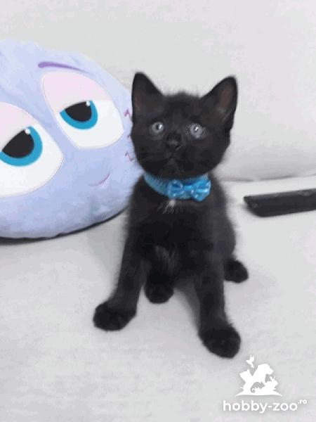 British shorthair black