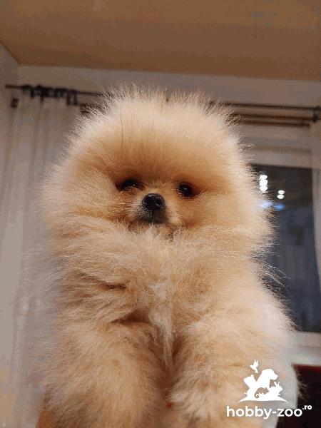 Pomeranian Spitz ursuleți de pluș