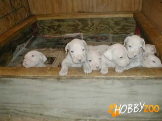 dog argentinian galati