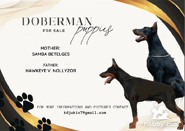 Catelusi Doberman,  de vânzare 