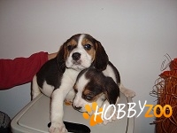 beagle de vanzare bucuresti tricolori