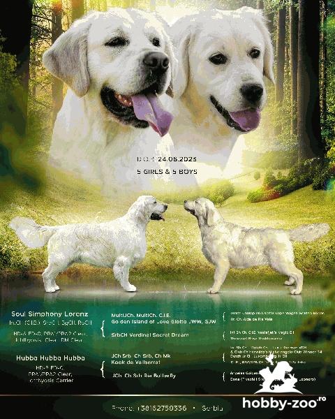 Golden Retriever catelusi de vanzare