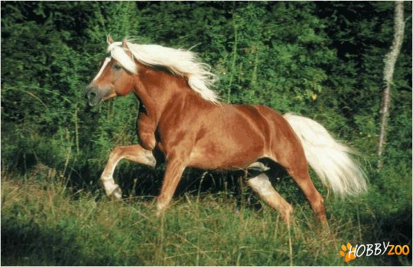 De vanzare cai Haflinger