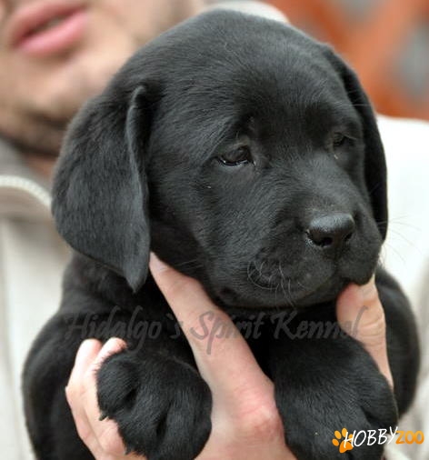  Labrador Retriever fete si baieti