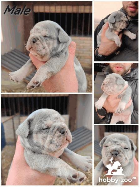 Buldog francez Standard și exotic