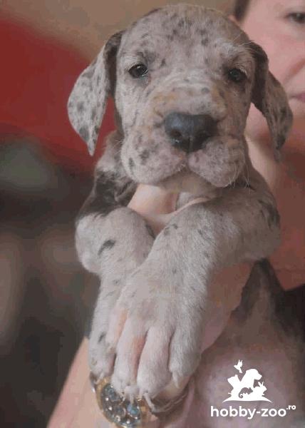 Mastiff German (Dog German) – pui frumoși