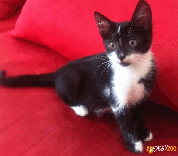 MILY  - sterilizata, vaccinata