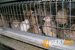 initiere afacere cu prepelite