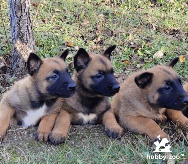 Malinois belgian căței