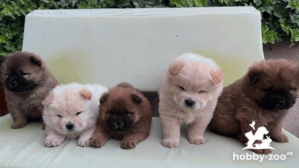 Chow Chow catelusi de vanzare