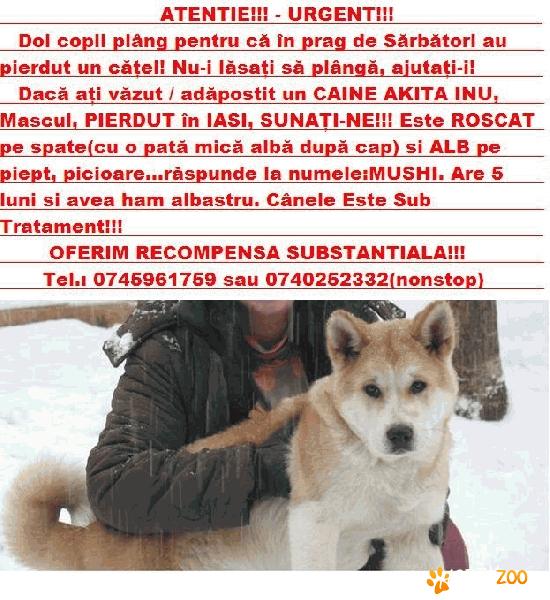 PIERDUT caine AKITA INU, IASI 