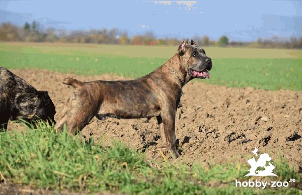 Cane Corso mascul de vanzare