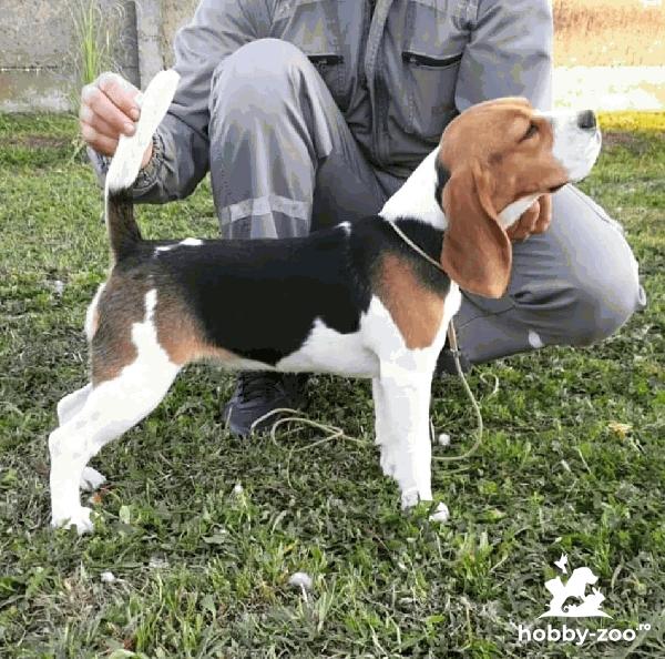 Beagle femelă de vânzare