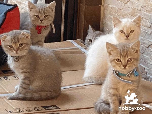 Motanei British Shorthar
