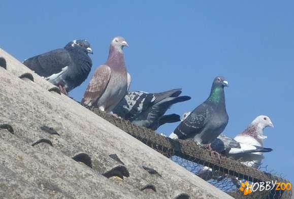 Porumbei voiajori sanatosi