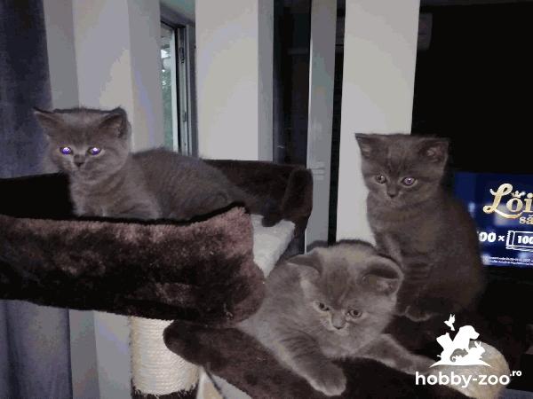 Vând pisicuțe - British Shorthair