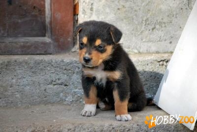 Ofer spre adoptie metis ciobanesc g