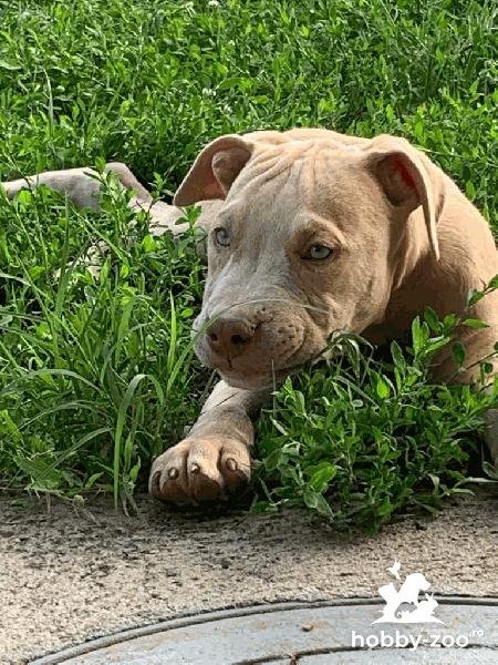 Pitbull catelusi de vanzare