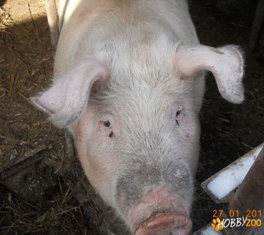 porc de carne rasa landrace