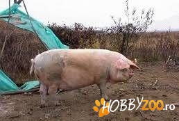 Porc de curte carcasa jumatate
