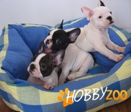 Pui Bulldog Francez cateii ideali