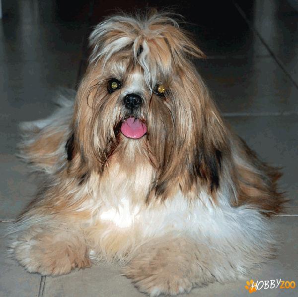 shih tzu superbi constanta