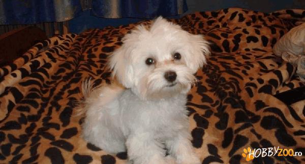 Imperechere catel Bichon Maltez