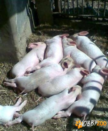 Purcei albi de carne