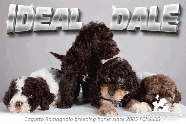 Lagotto Romagnolo Cățeluși TOP