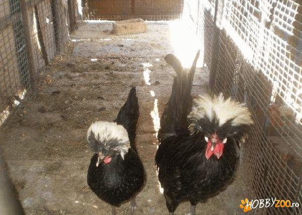 Motate Olandeze negre cu mot alb