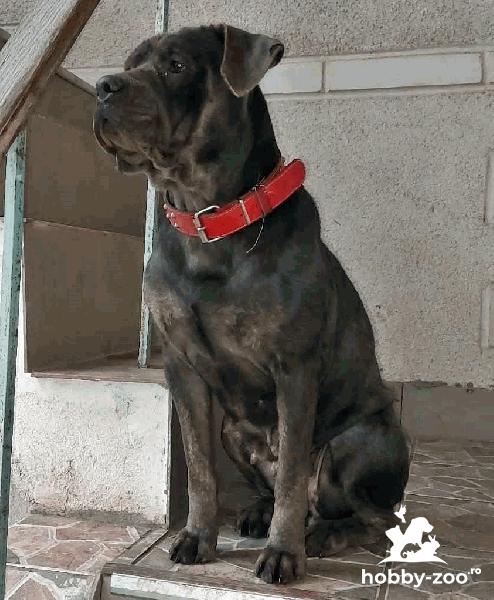 Catei Cane Corso de vanzare