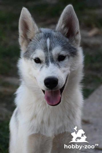 Husky siberian cățeluși