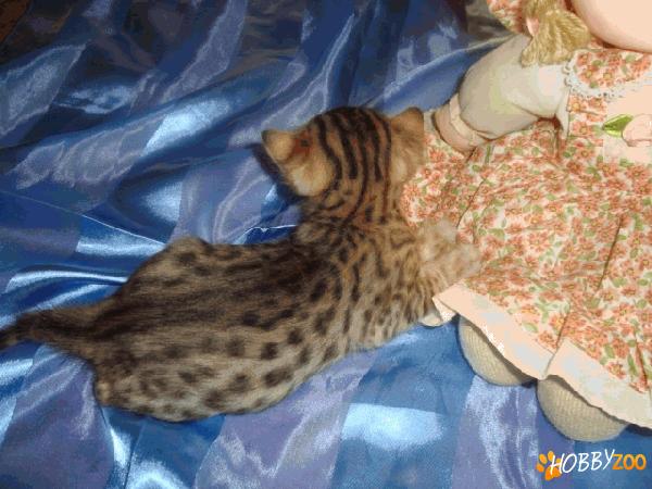 Felisa All about Spots www.bengal.ro