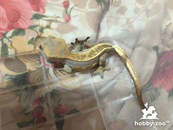 Șopârla gecko crested