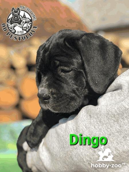Cane Corso catelusi de vanzare