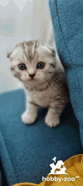 Scottish fold tabby fetita