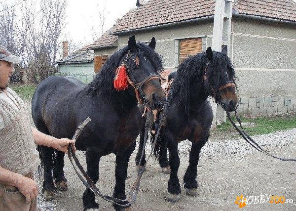 ARMASARI ARDENEZI SASE ANI